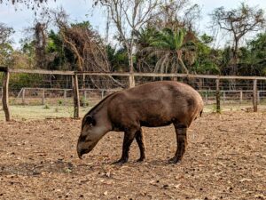 A wild Brazilian tapir, close enough to touch